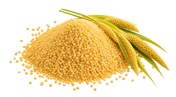 Foxtail Millet