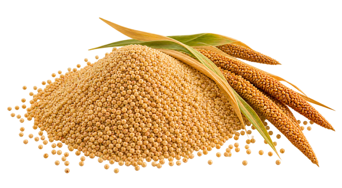 Kodo Millet